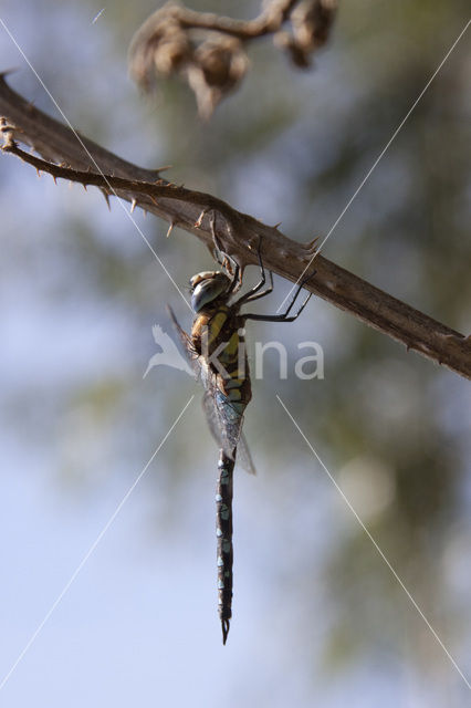 Paardenbijter (Aeshna mixta)