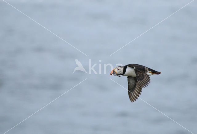 Atlantic Puffin (Fratercula arctica)
