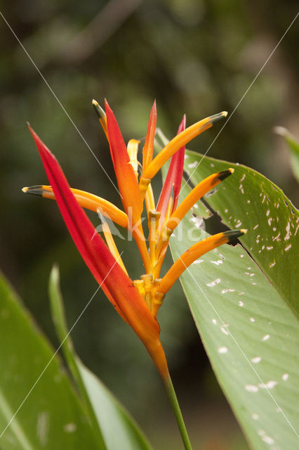 Paradijsvogelbloem (Strelitzia reginae)