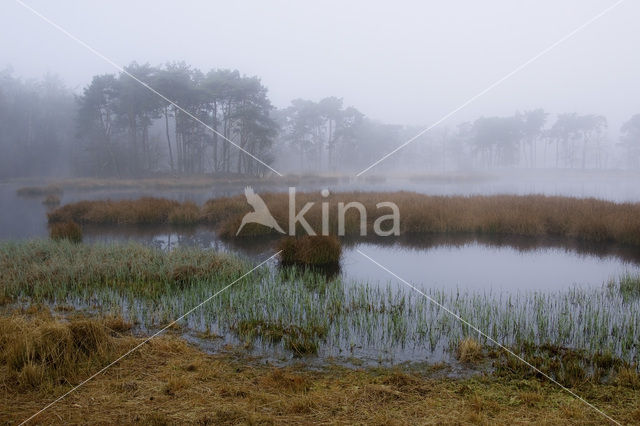 Purple Moor-grass (Molinia caerulea)