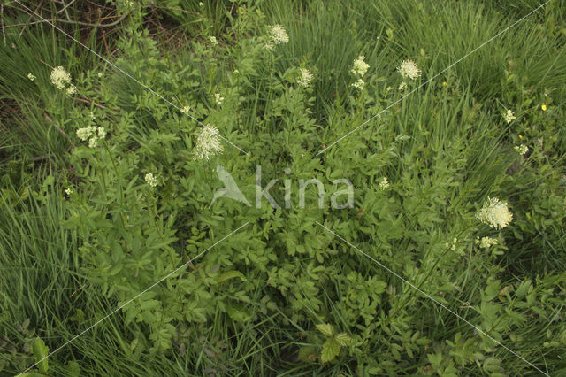 Poelruit (Thalictrum flavum)