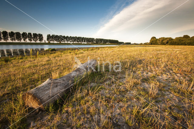 Polder de Biesbosch