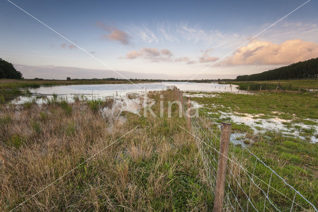 Polder de Biesbosch