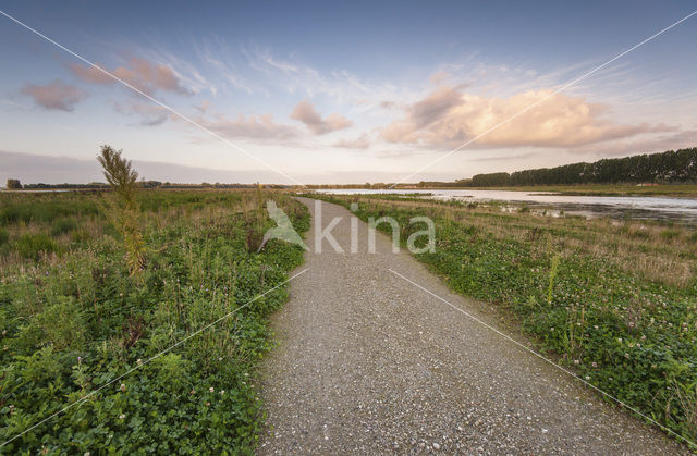 Polder de Biesbosch