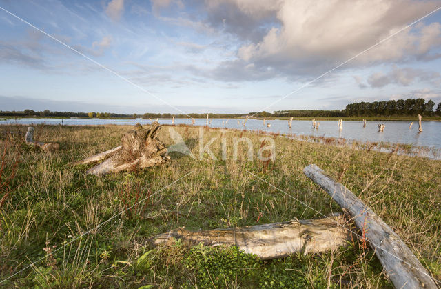 Polder de Biesbosch