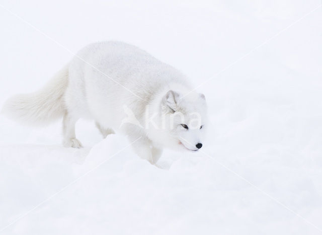 Arctic fox (Alopex lagopus)