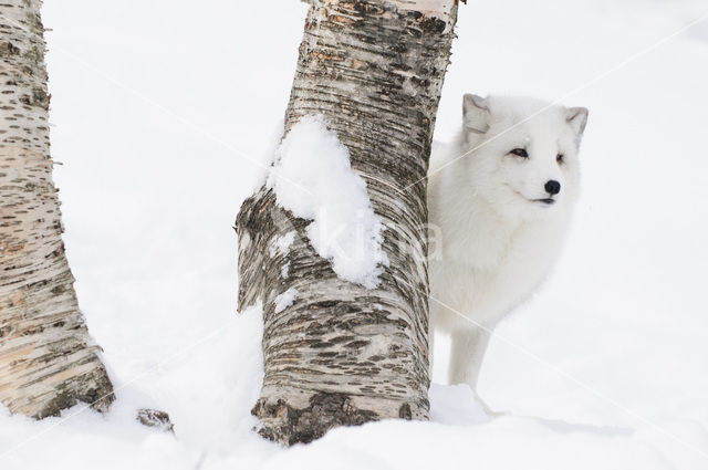 Arctic fox (Alopex lagopus)