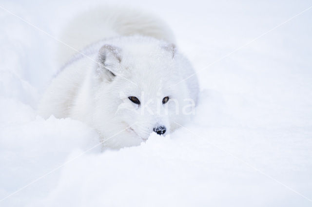 Arctic fox (Alopex lagopus)