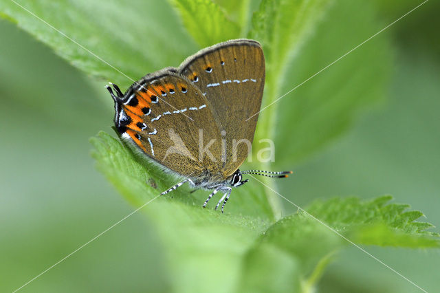 Black Hairstreak (Satyrium pruni)