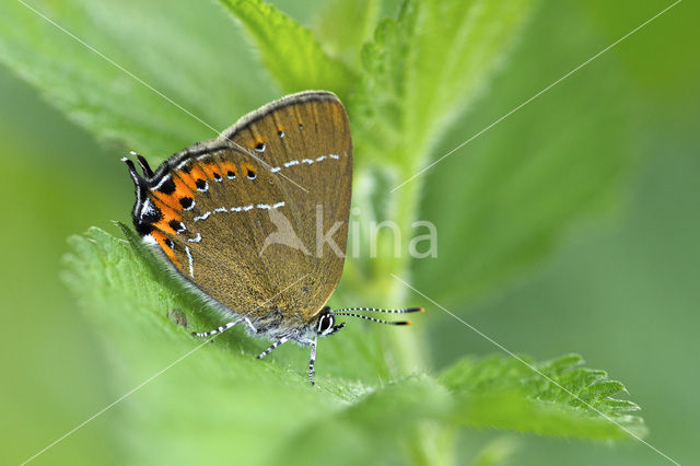 Black Hairstreak (Satyrium pruni)