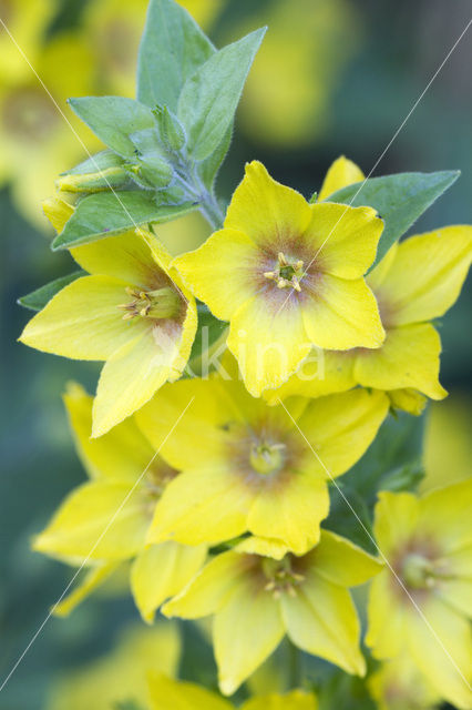 Dotted Loosestrife (Lysimachia punctata)