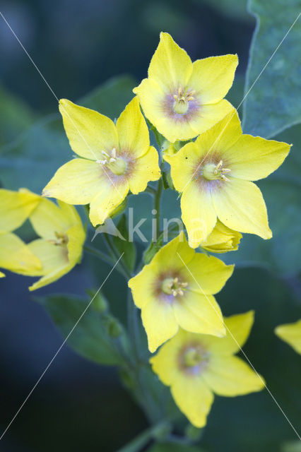 Puntwederik (Lysimachia punctata)