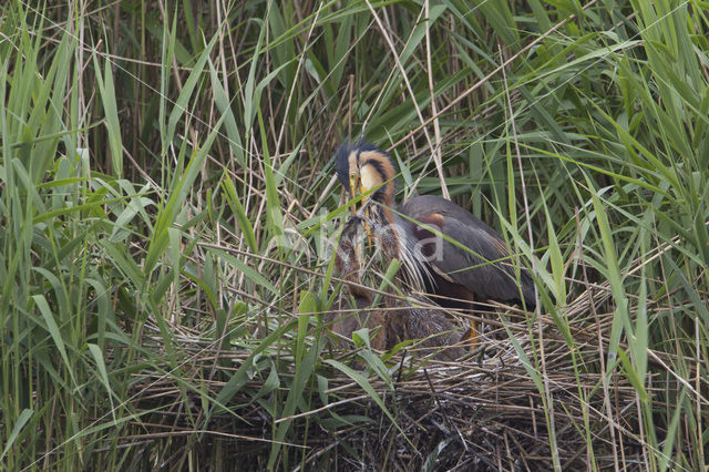 Purple Heron (Ardea purpurea)