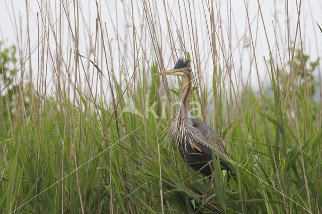 Purple Heron (Ardea purpurea)