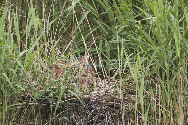 Purple Heron (Ardea purpurea)