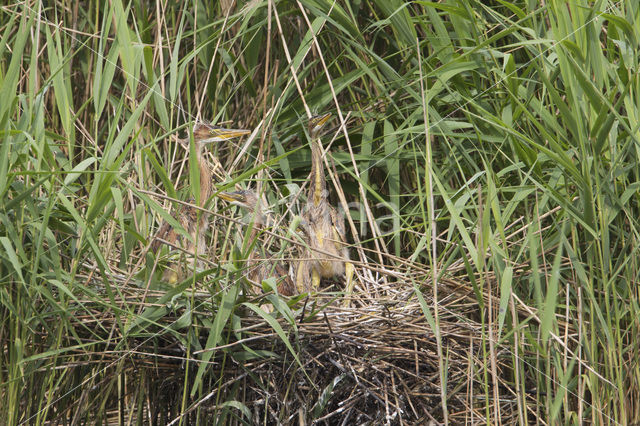 Purperreiger (Ardea purpurea)