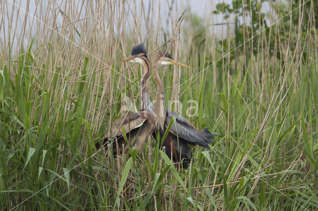 Purperreiger (Ardea purpurea)