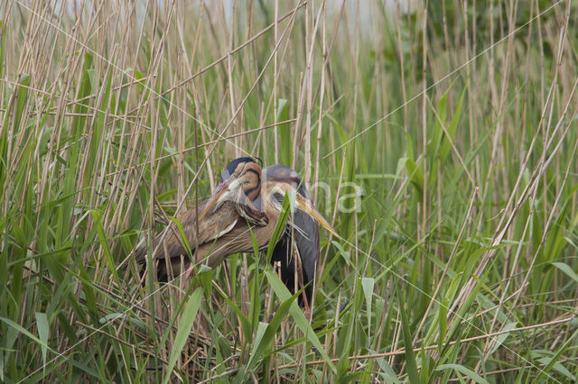 Purple Heron (Ardea purpurea)