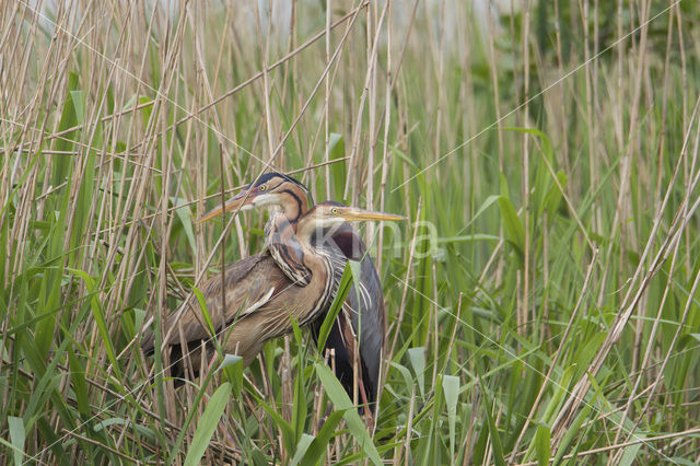 Purple Heron (Ardea purpurea)