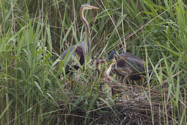 Purple Heron (Ardea purpurea)