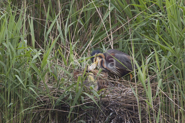 Purple Heron (Ardea purpurea)