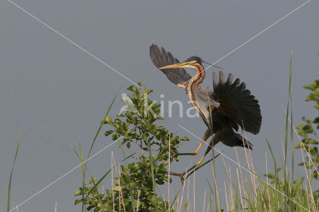 Purple Heron (Ardea purpurea)