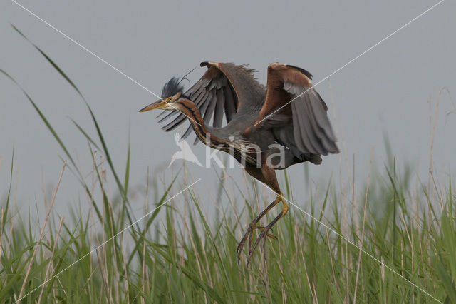 Purple Heron (Ardea purpurea)