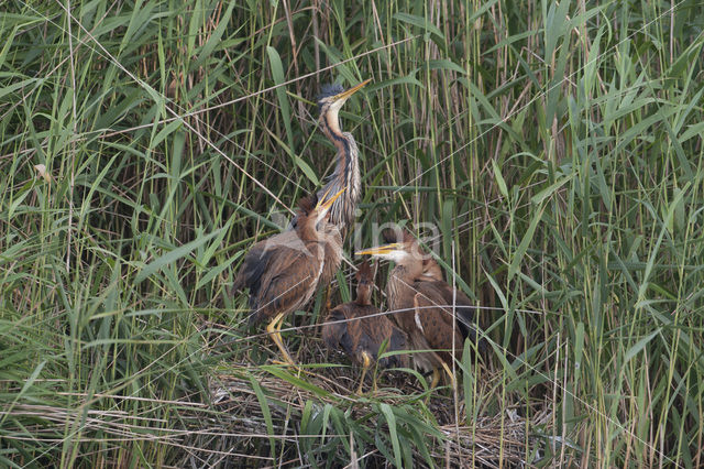 Purperreiger (Ardea purpurea)