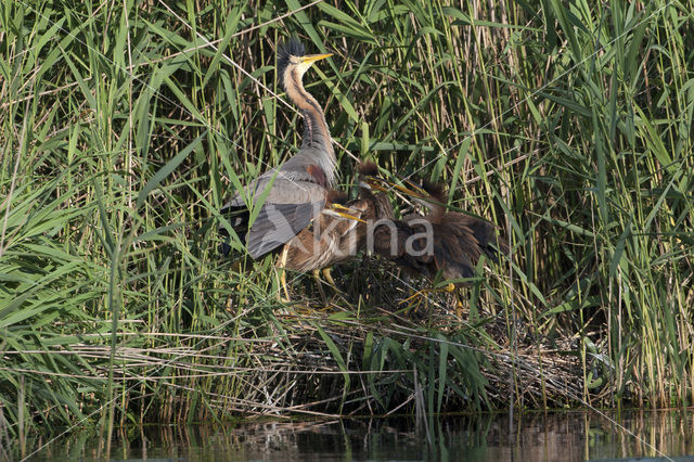 Purperreiger (Ardea purpurea)