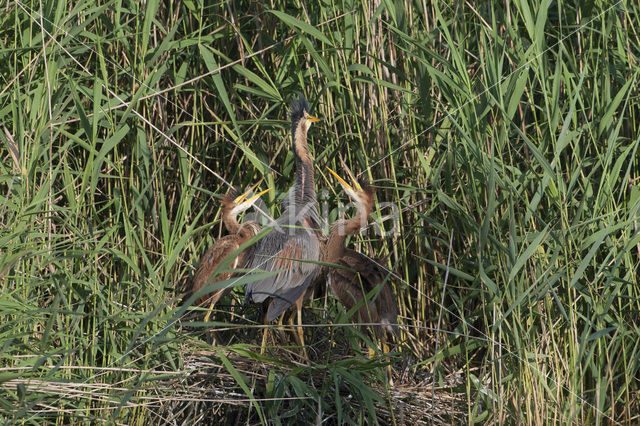 Purperreiger (Ardea purpurea)