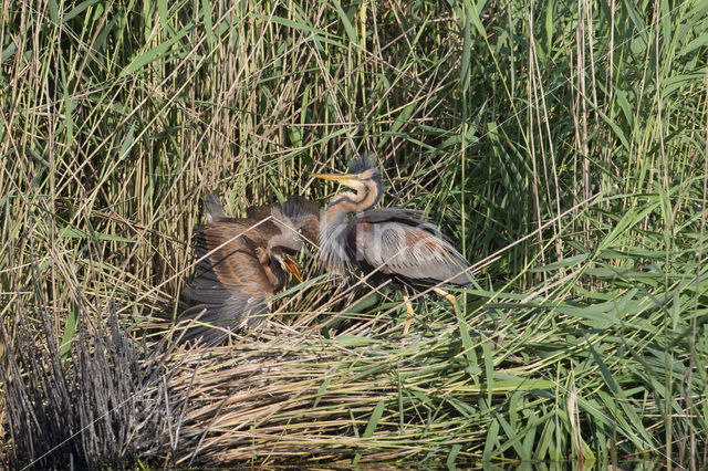 Purple Heron (Ardea purpurea)