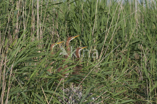 Purple Heron (Ardea purpurea)