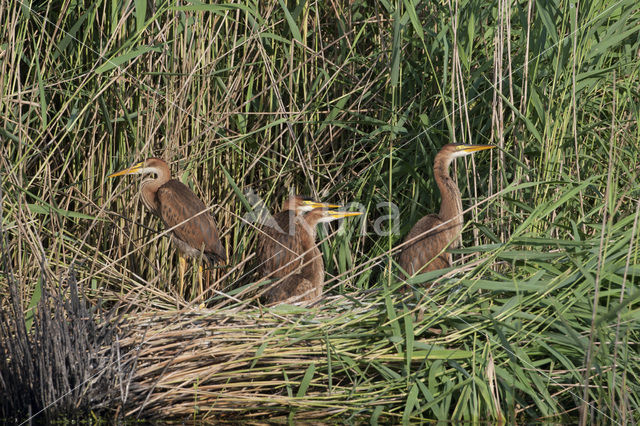 Purperreiger (Ardea purpurea)