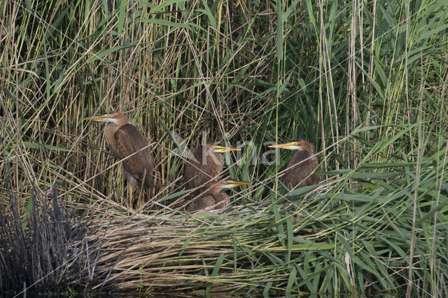 Purperreiger (Ardea purpurea)