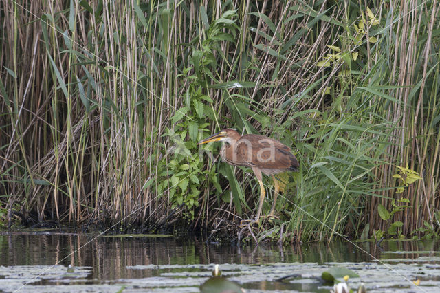 Purple Heron (Ardea purpurea)