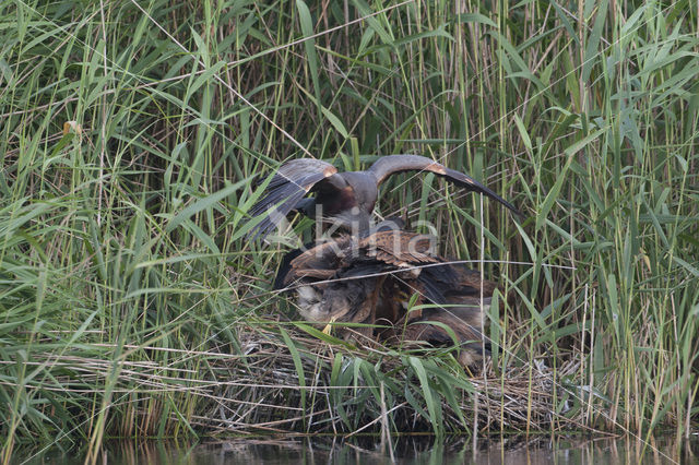 Purperreiger (Ardea purpurea)