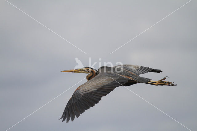 Purperreiger (Ardea purpurea)