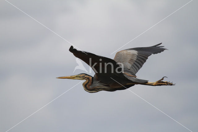 Purperreiger (Ardea purpurea)