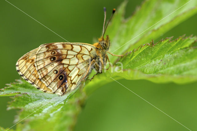Lesser Marbled Fritillary (Brenthis ino)