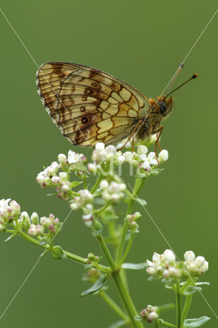 Lesser Marbled Fritillary (Brenthis ino)