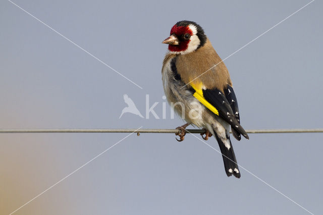 European Goldfinch (Carduelis carduelis)