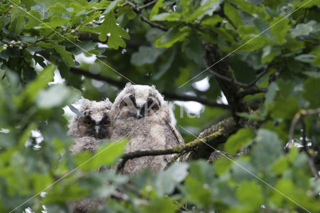 Long-eared Owl (Asio otus)