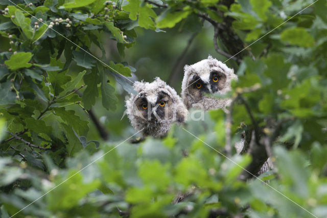 Long-eared Owl (Asio otus)