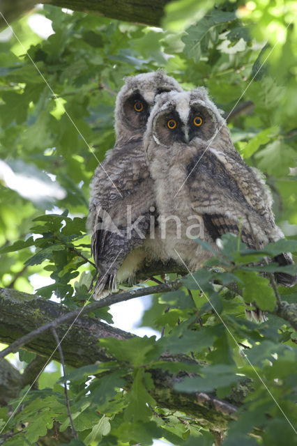 Long-eared Owl (Asio otus)