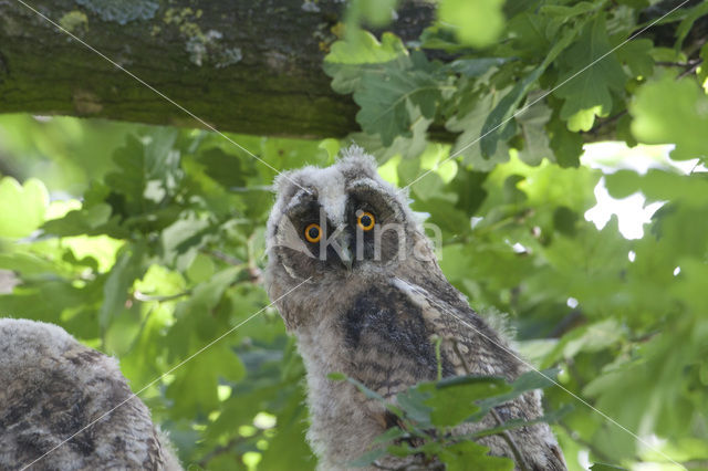Long-eared Owl (Asio otus)