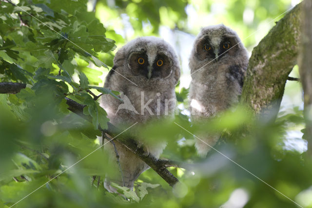 Long-eared Owl (Asio otus)