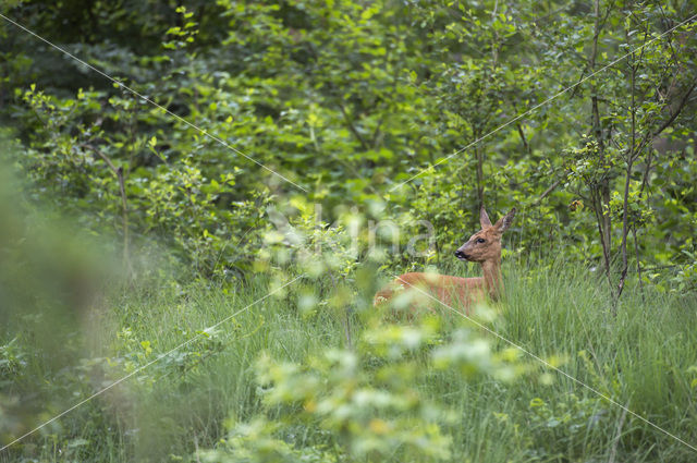 Roe Deer (Capreolus capreolus)