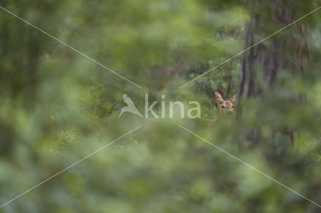 Roe Deer (Capreolus capreolus)