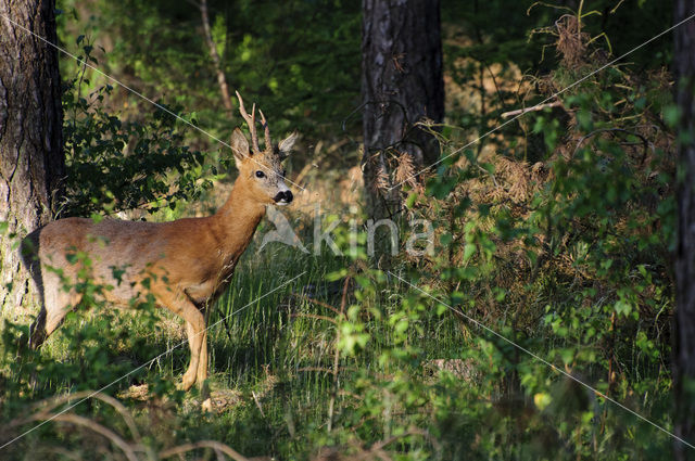 Roe Deer (Capreolus capreolus)