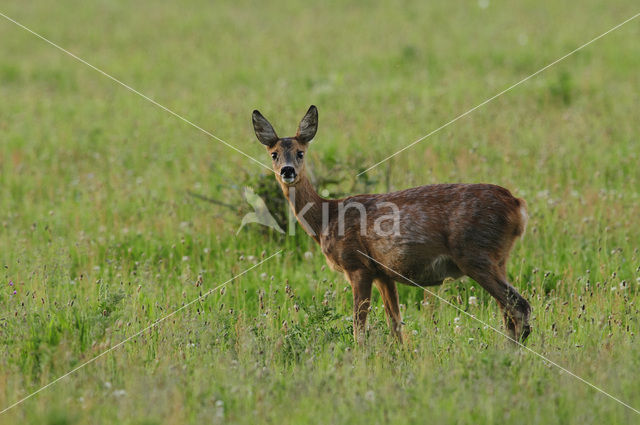 Roe Deer (Capreolus capreolus)